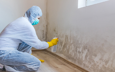 Mold Remediation