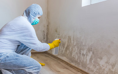 Mold Remediation