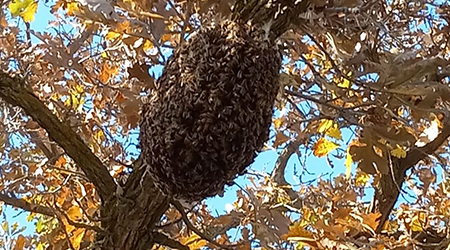 Bee Swarm Removal