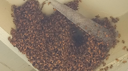 Bee Relocation